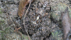 Dubois' Hill Frog photo 5