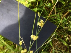 Juncus amabilis