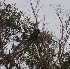 Corvus coronoides perplexus