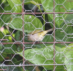 Zosterops lateralis chloronotus