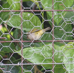 Zosterops lateralis chloronotus