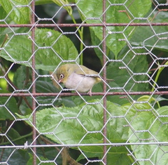 Zosterops lateralis chloronotus