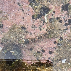 Lepidoblennius haplodactylus