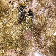 Lepidoblennius haplodactylus