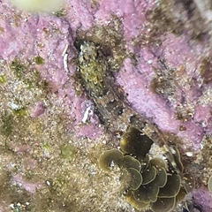 Lepidoblennius haplodactylus