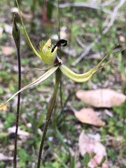 Caladenia attingens