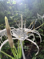 Hymenocallis occidentalis