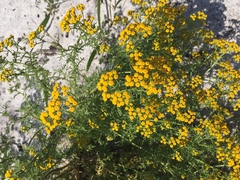 Oncosiphon suffruticosus