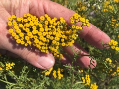 Oncosiphon suffruticosus