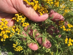 Oncosiphon suffruticosus