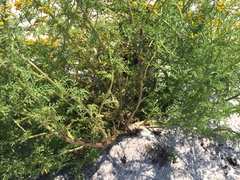 Oncosiphon suffruticosus