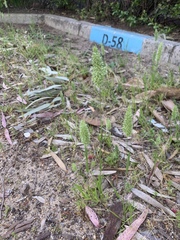Rostraria cristata