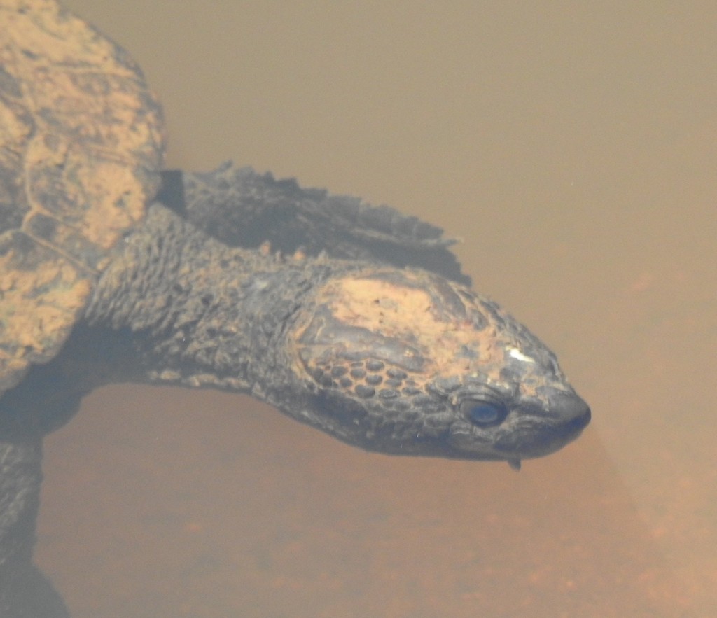 Namoi River Saw-shelled Turtle