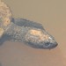 Namoi River Snapping Turtle - Photo (c) Greg Tasney, some rights reserved (CC BY-SA), uploaded by Greg Tasney