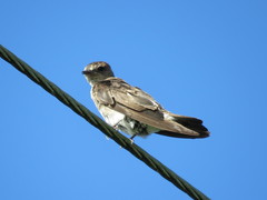 Stelgidopteryx serripennis ridgwayi
