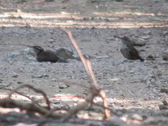 Uropsila leucogastra