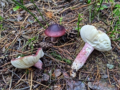 Russula badia