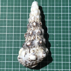 Cerithium nodulosum