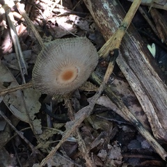 Parasola plicatilis image