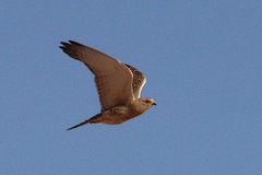 Falco rupicoloides rupicoloides