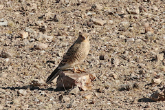 Falco rupicoloides rupicoloides