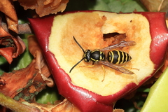Vespula maculifrons