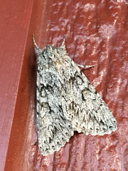 Andropolia contacta