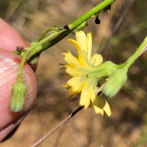 Hieracium gronovii image