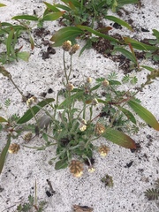 Phyllopodium capillare