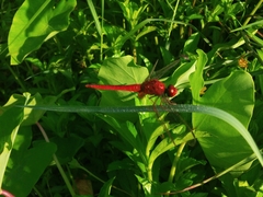 Crocothemis servilia