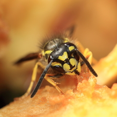 Vespula maculifrons
