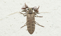 Rhipiceridae