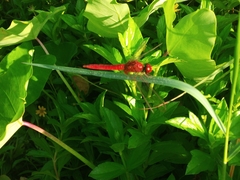 Crocothemis servilia