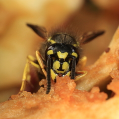 Vespula maculifrons