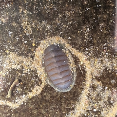 Chitonoidea