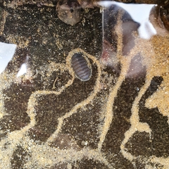Chitonoidea