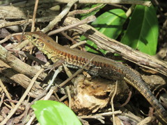 Rainbow Ameiva photo 3