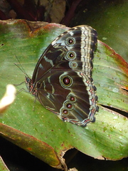 Morpho helenor narcissus