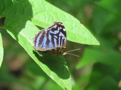 Myscelia ethusa ethusa