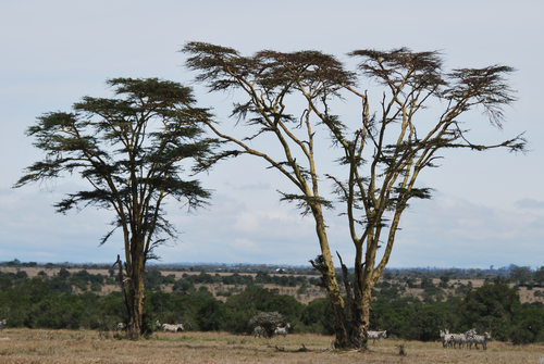 Vachellia xanthophloea