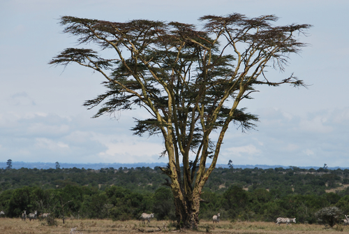 Vachellia xanthophloea