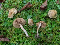 Hebeloma sacchariolens