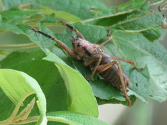 Nesoecia insignis