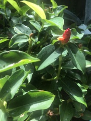Costus woodsonii