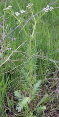 Valerianella uncinata