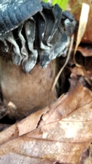 Craterellus cornucopioides