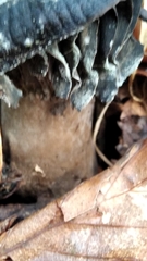 Craterellus cornucopioides