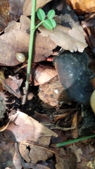 Craterellus cornucopioides