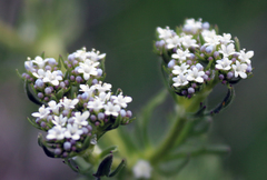 Valerianella uncinata
