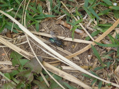Sarconesia chlorogaster